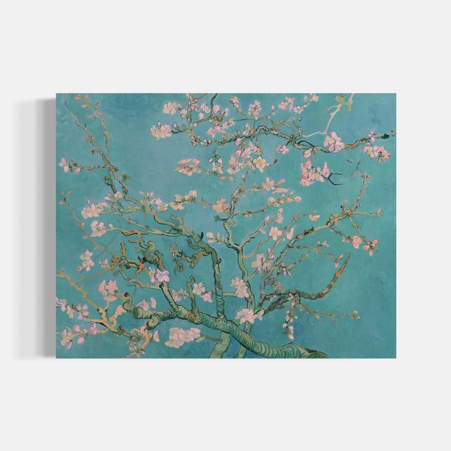 Almond Blossom