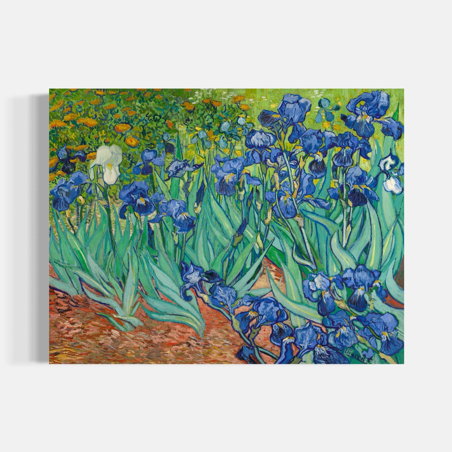 Irises