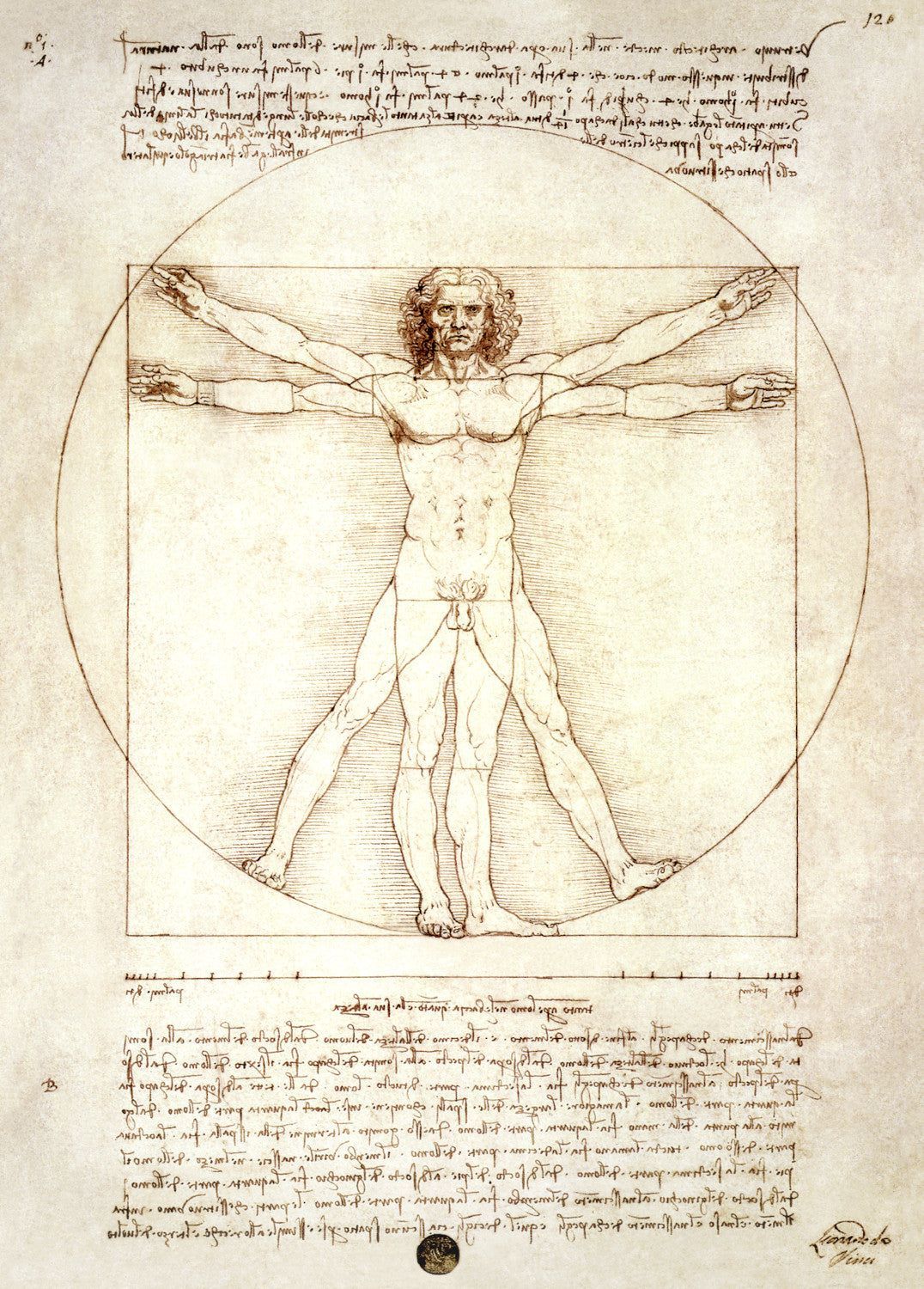 The Vitruvian Man