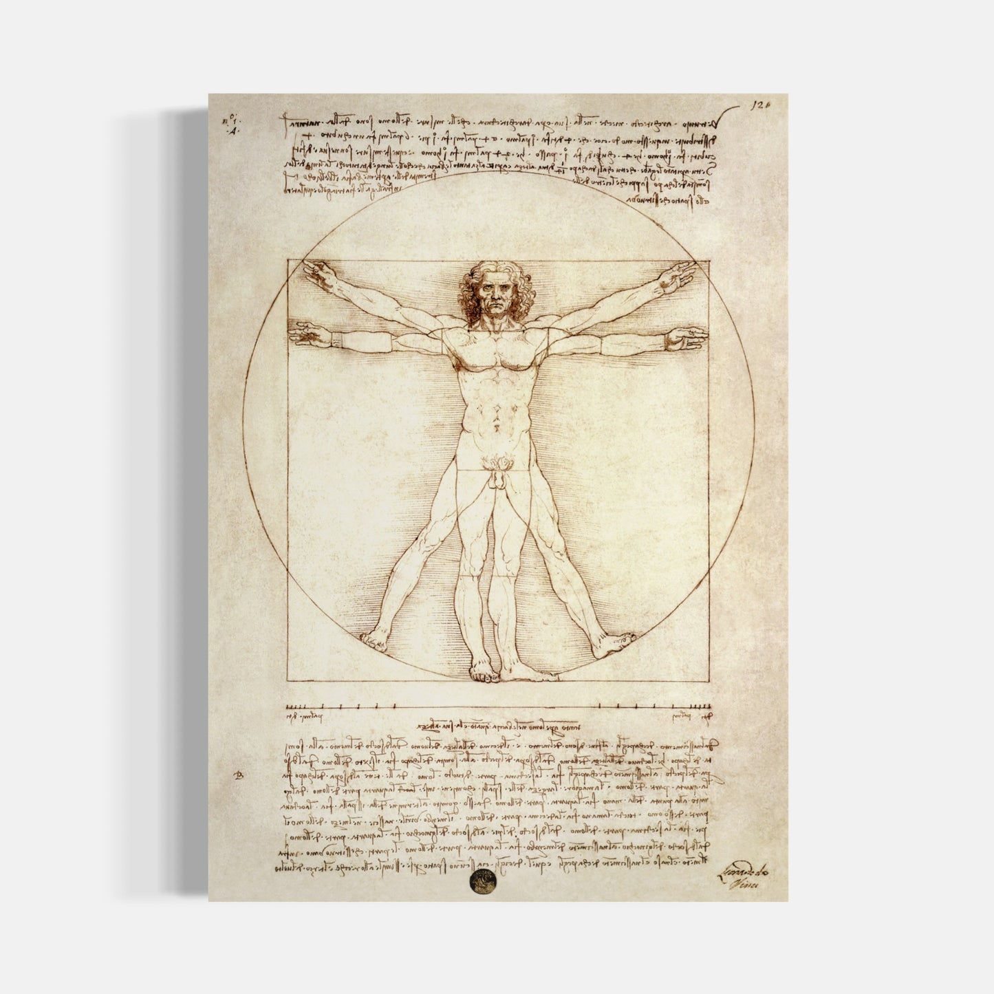 The Vitruvian Man